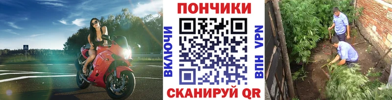 купить наркоту  Ардон  darknet телеграм  Конопля марихуана 